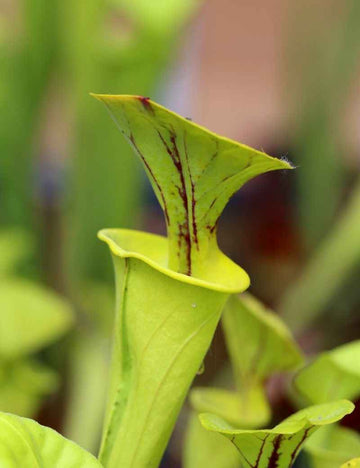 Sarracenia flava