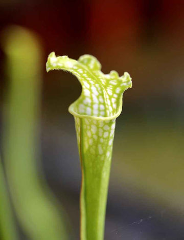 Sarracenia leucophylla 'forme verte'