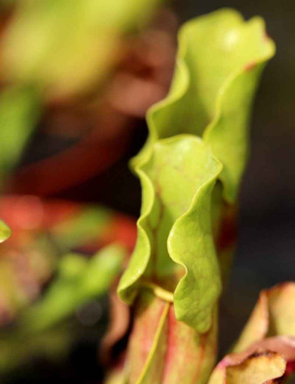 Sarracenia purpurea Clone 1
