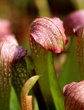 Sarracenia x excellens x formosa