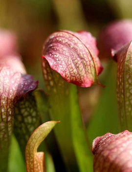 Sarracenia x excellens x formosa