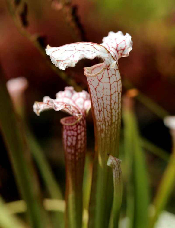 Sarracenia leucophylla 'white top' x (x mitchelliana)