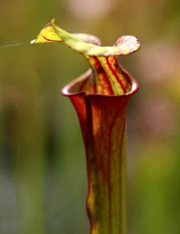 Sarracenia flava var. rubricorpora