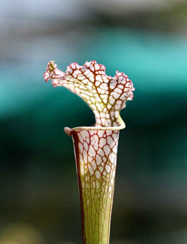 Sarracenia leucophylla