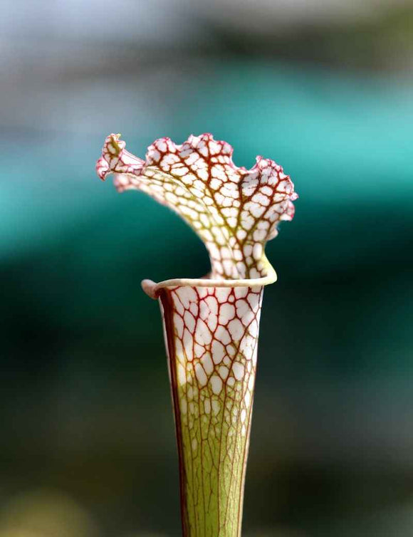 Sarracenia leucophylla