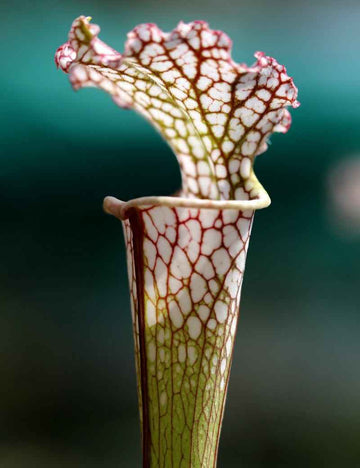 Sarracenia leucophylla