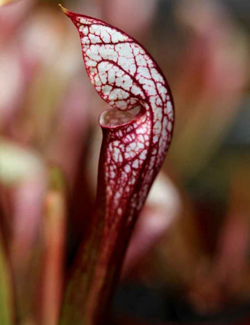 Sarracenia x wrigleyana 'forme blanche'