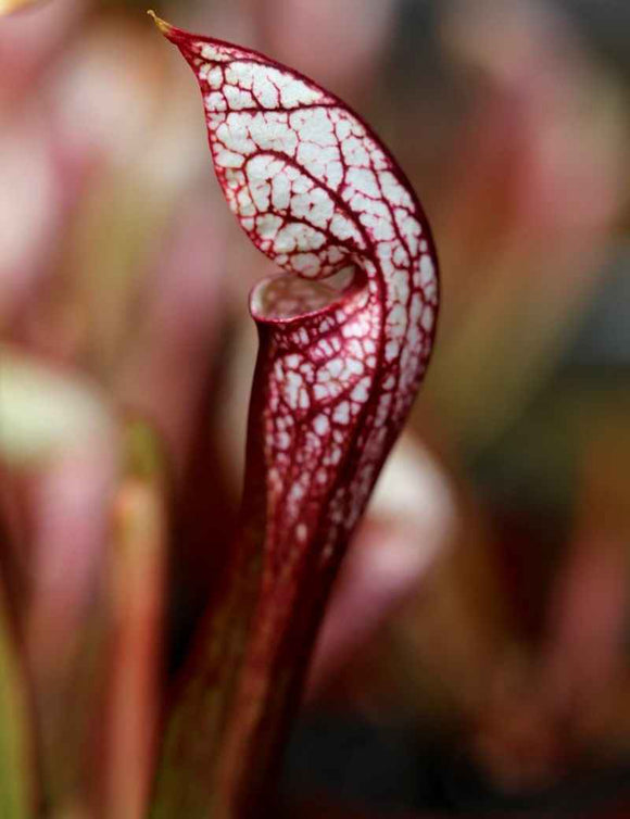 Sarracenia x wrigleyana 'forme blanche'
