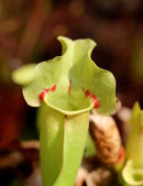 Sarracenia purpurea 'Sorrow'