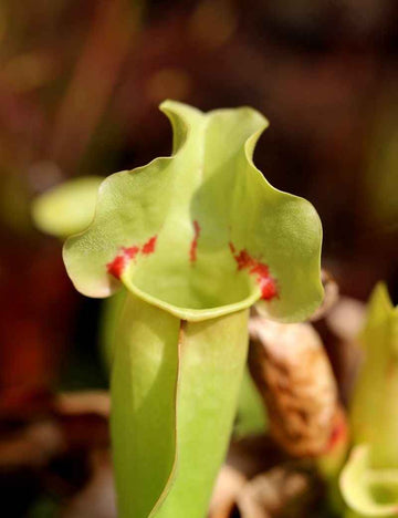 Sarracenia purpurea 'Sorrow'