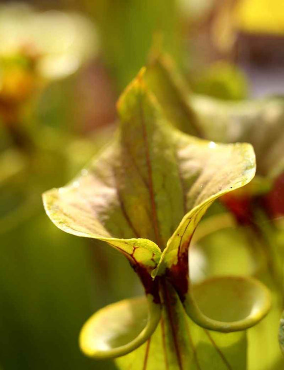 Sarracenia flava var. cuprea