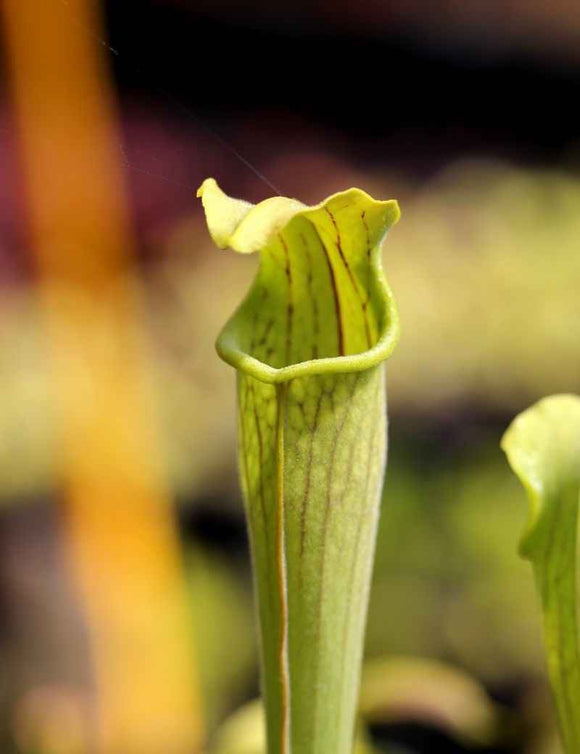 Sarracenia alata 'pubescens'