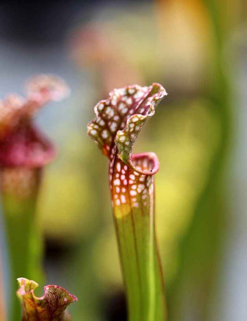 Sarracenia stevensii