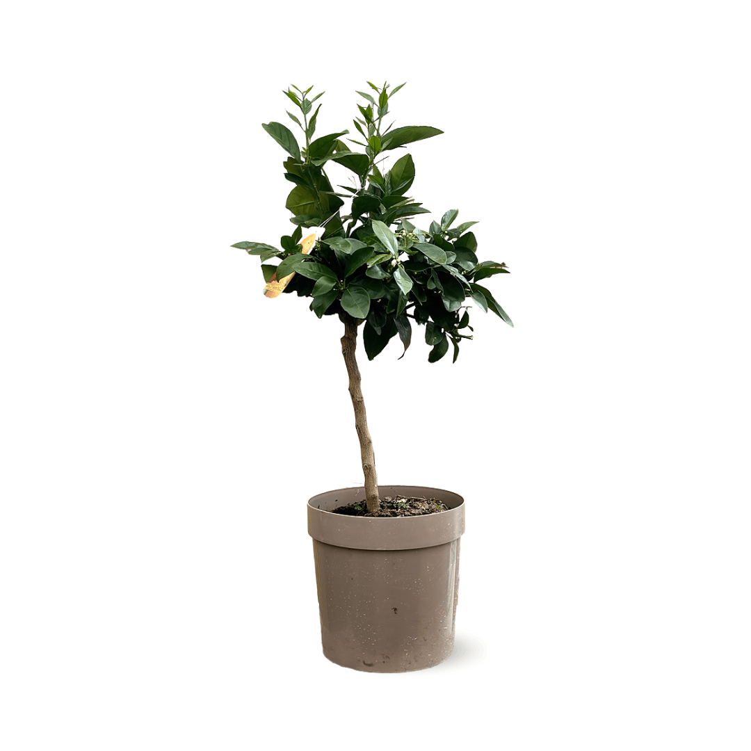 Oranger Sanguin 80 cm - clicktofournisseur.com
