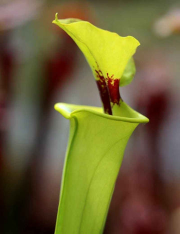 Sarracenia flava var. rugelii