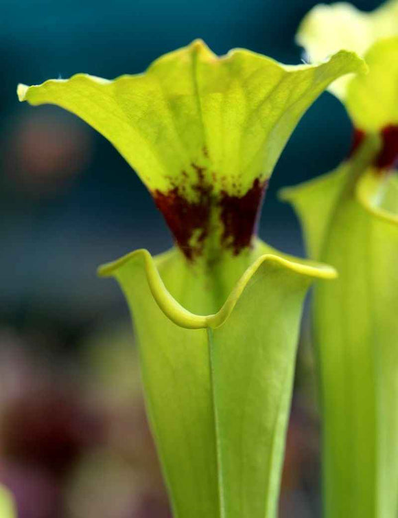 Sarracenia flava var. rugelii