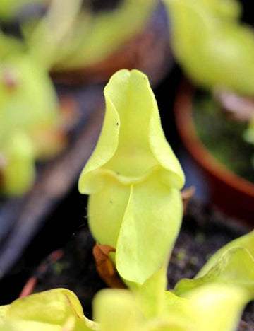 Sarracenia purpurea forme verte