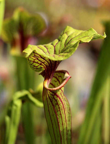 Sarracenia flava ornata x superornata
