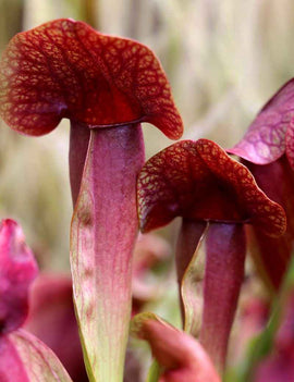 Sarracenia x swaniana