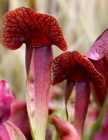 Sarracenia x swaniana