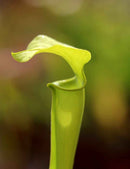 Sarracenia flava var. maxima