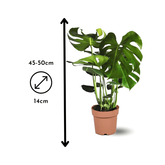 Monstera Deliciosa 50 cm - clicktofournisseur.com