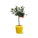 Citronnier Yuzu 80 cm - clicktofournisseur.com
