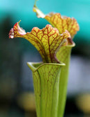 Sarracenia x Moorei