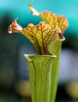 Sarracenia x Moorei