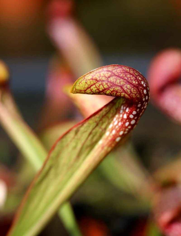 Sarracenia gilpini