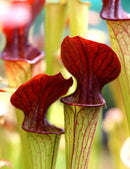 Sarracenia alata red throat