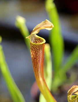 Sarracenia rubra ssp. wherryi