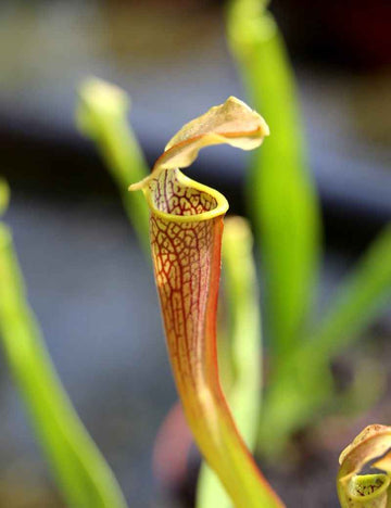 Sarracenia rubra ssp. wherryi