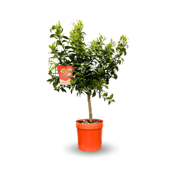Mandarinier Satsuma 80 cm - clicktofournisseur.com