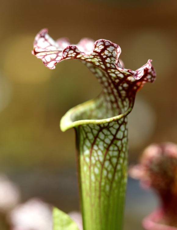 Sarracenia x 'daniel rudd'