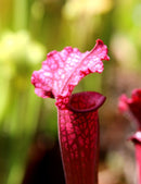 Sarracenia 'juthatip soper' plante carnivore exceptionnelle