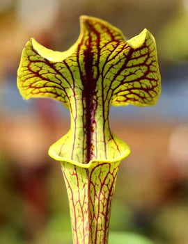 Sarracenia flava ornata x superornata
