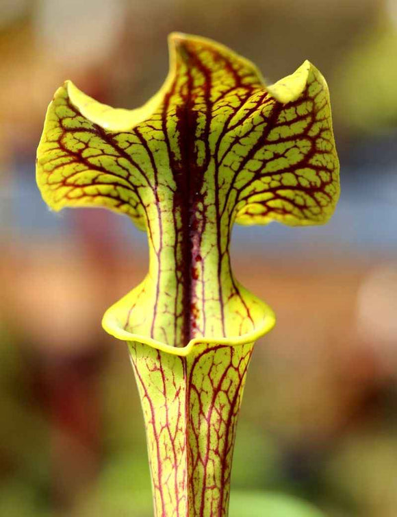 Sarracenia flava ornata x superornata
