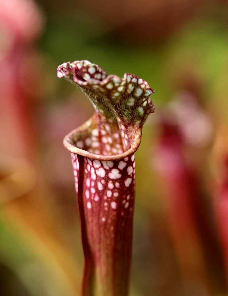 Sarracenia stevensii