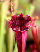 Sarracenia 'juthatip soper' plante carnivore exceptionnelle