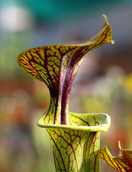 Sarracenia flava var. ornata