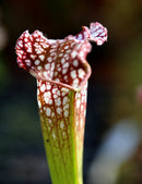 Sarracenia leucophylla hybride - Plante carnivore exceptionnelle