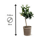 Oranger Sanguin 80 cm - clicktofournisseur.com