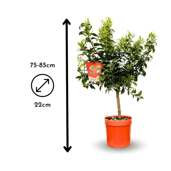 Mandarinier Satsuma 80 cm - clicktofournisseur.com