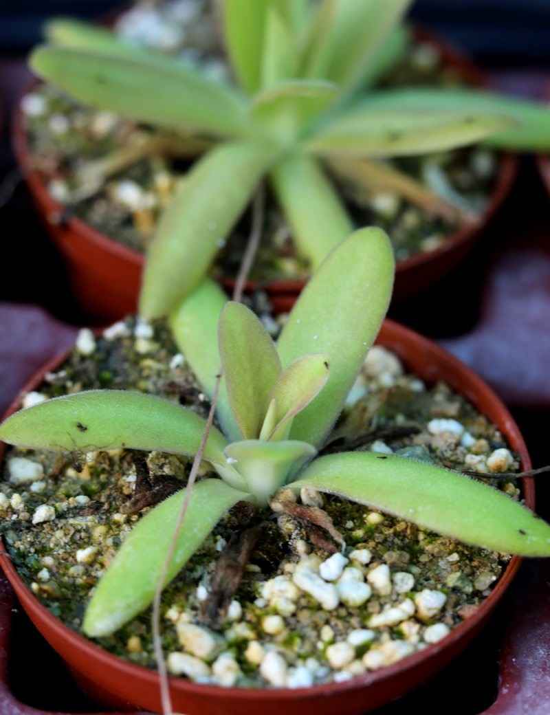 Pinguicula Aphrodite