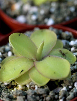 Pinguicula agnata x emarginata