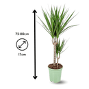 Dracaena Marginata 80 cm - clicktofournisseur.com