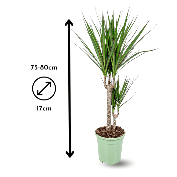 Dracaena Marginata 80 cm - clicktofournisseur.com