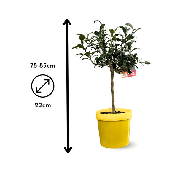 Citronnier Yuzu 80 cm - clicktofournisseur.com