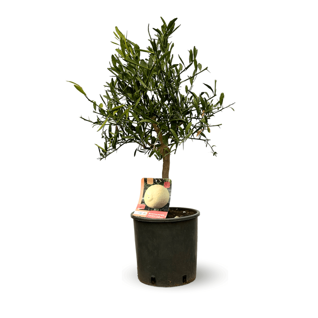 Eremorange 80 cm - clicktofournisseur.com